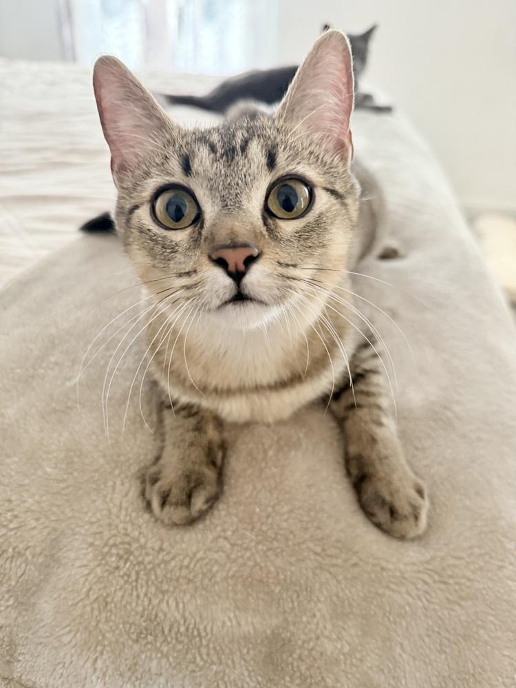 Amber — thumbnail 3