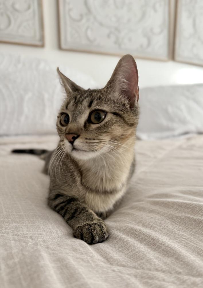 Amber — thumbnail 4