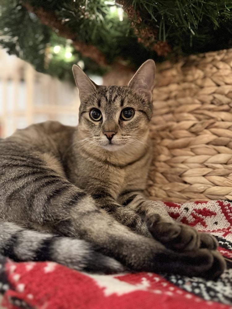 Amber — thumbnail 5