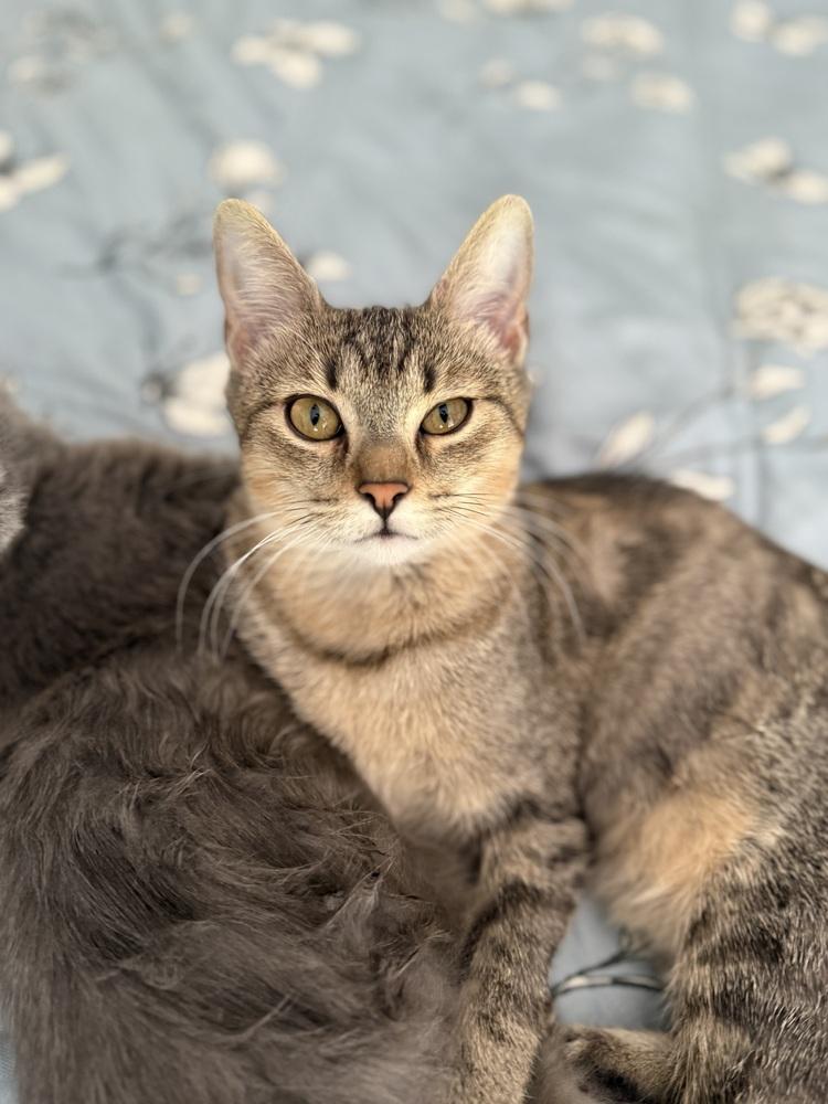 Amber — thumbnail 6