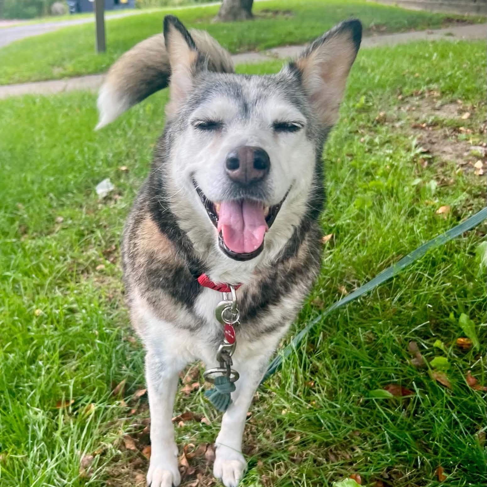 Enlarge Ivory, a ADOPTABLE mixed breed in Williston, VT image 2/6