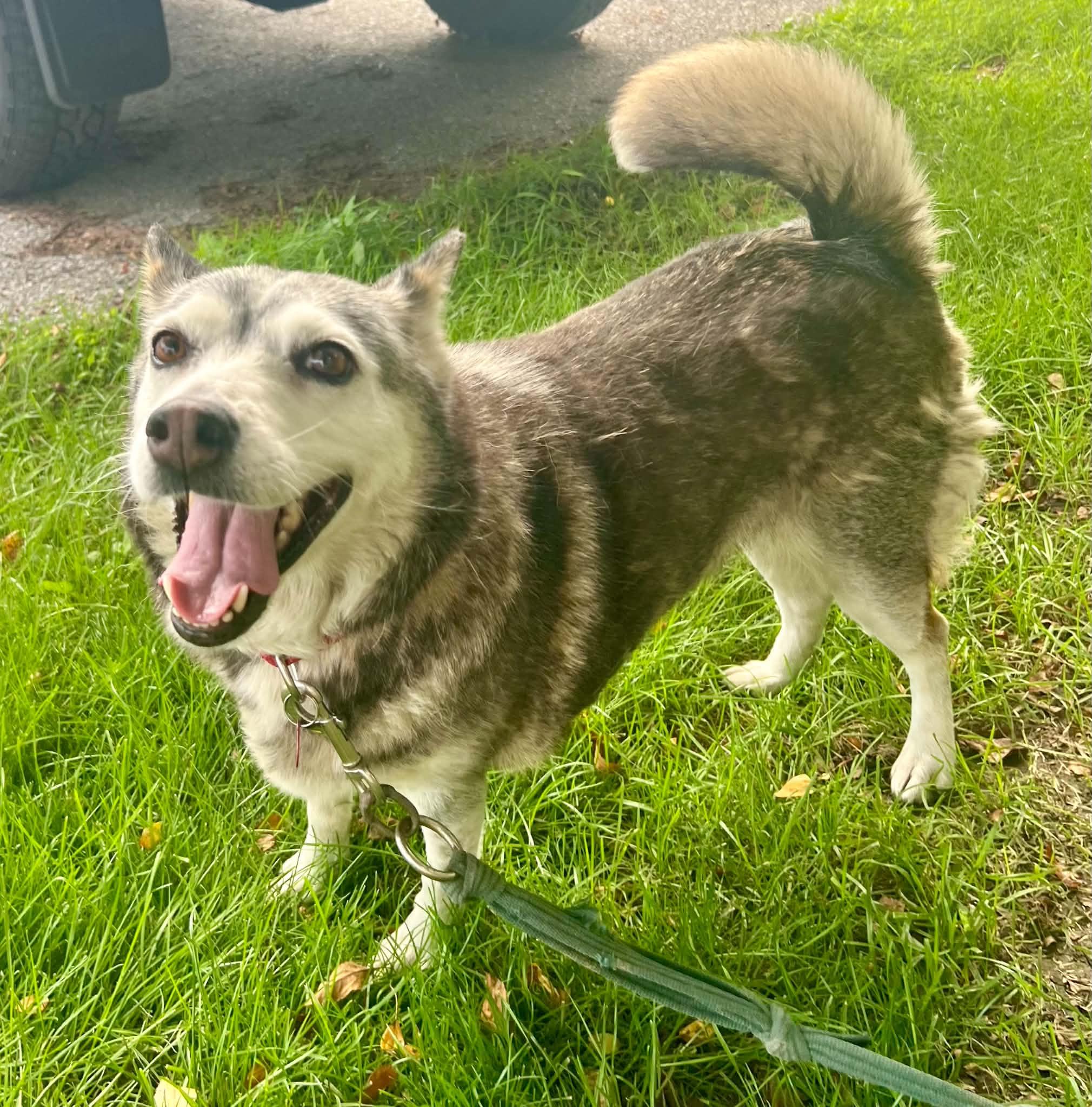 Ivory, ADOPTABLE, Adult Female Siberian Husky.
