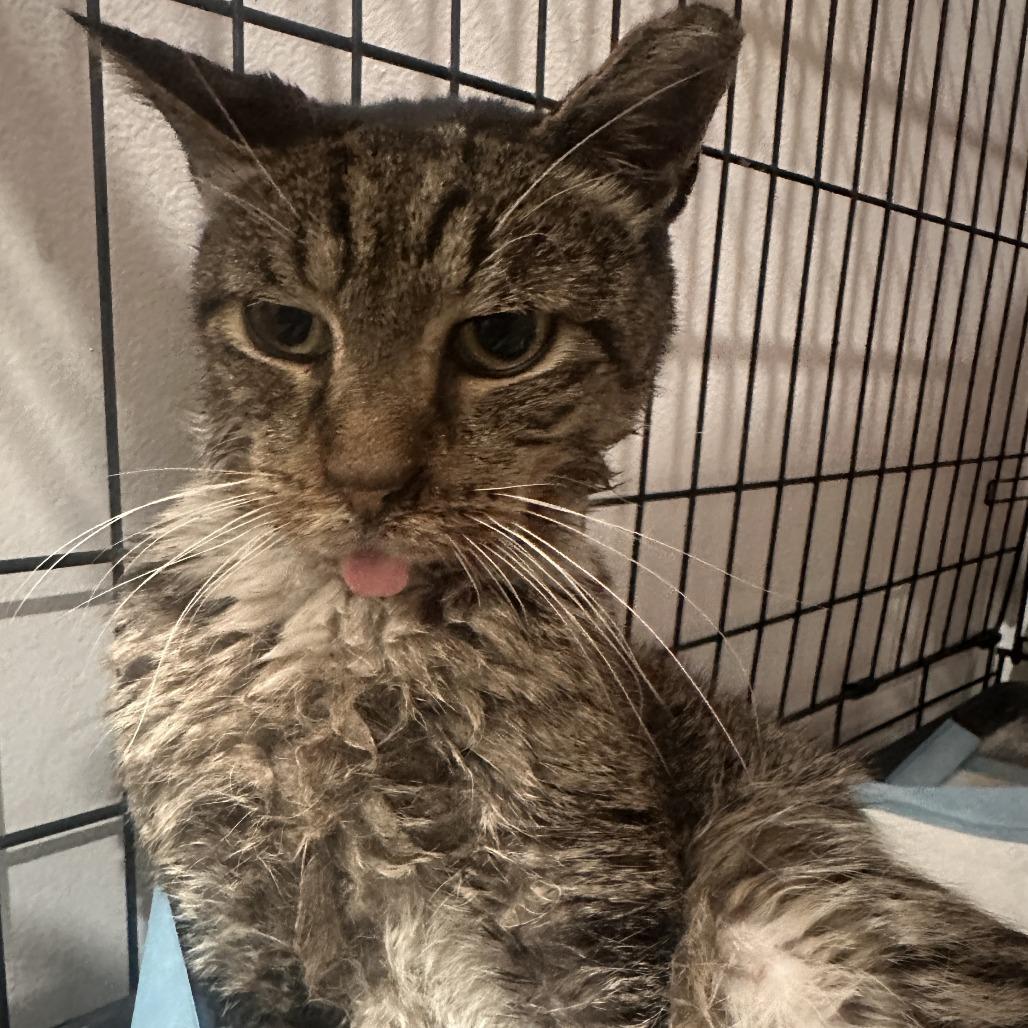 Daly — thumbnail 2