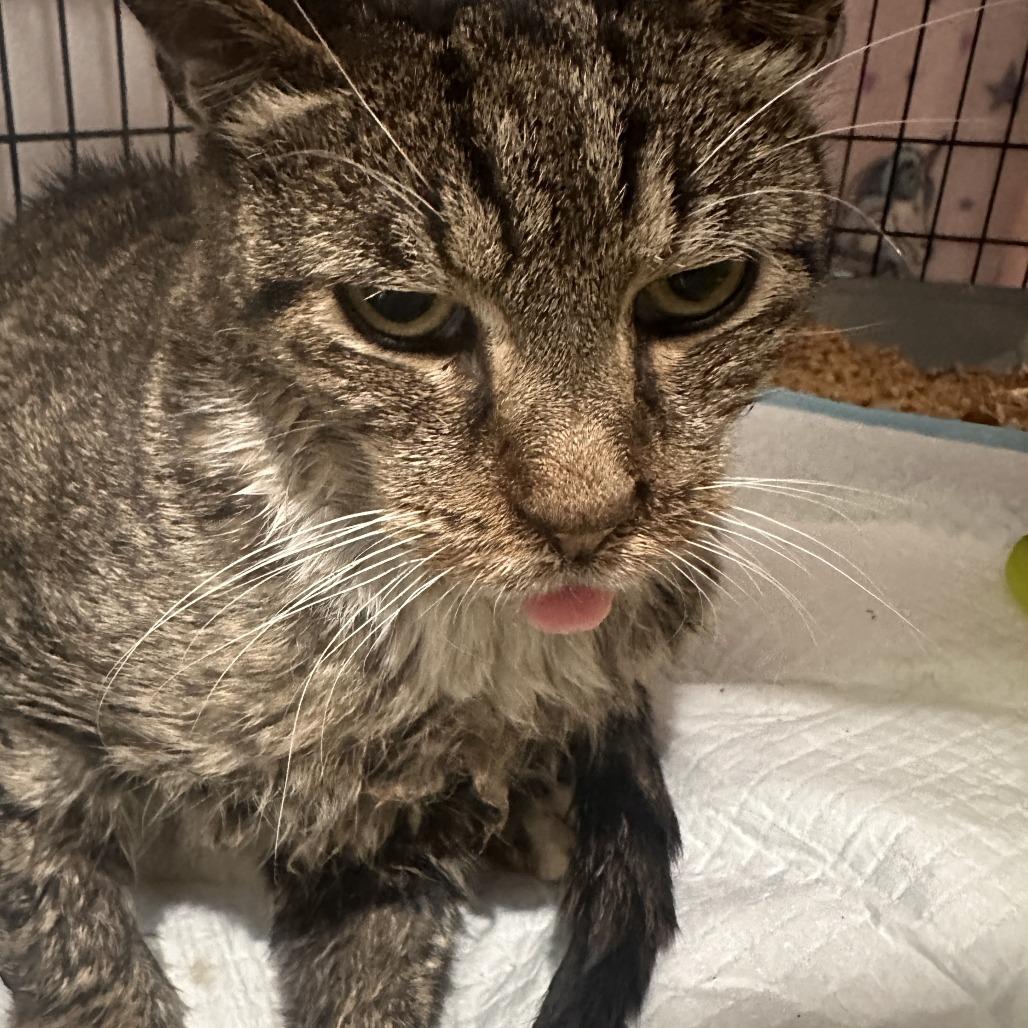 Daly — thumbnail 3