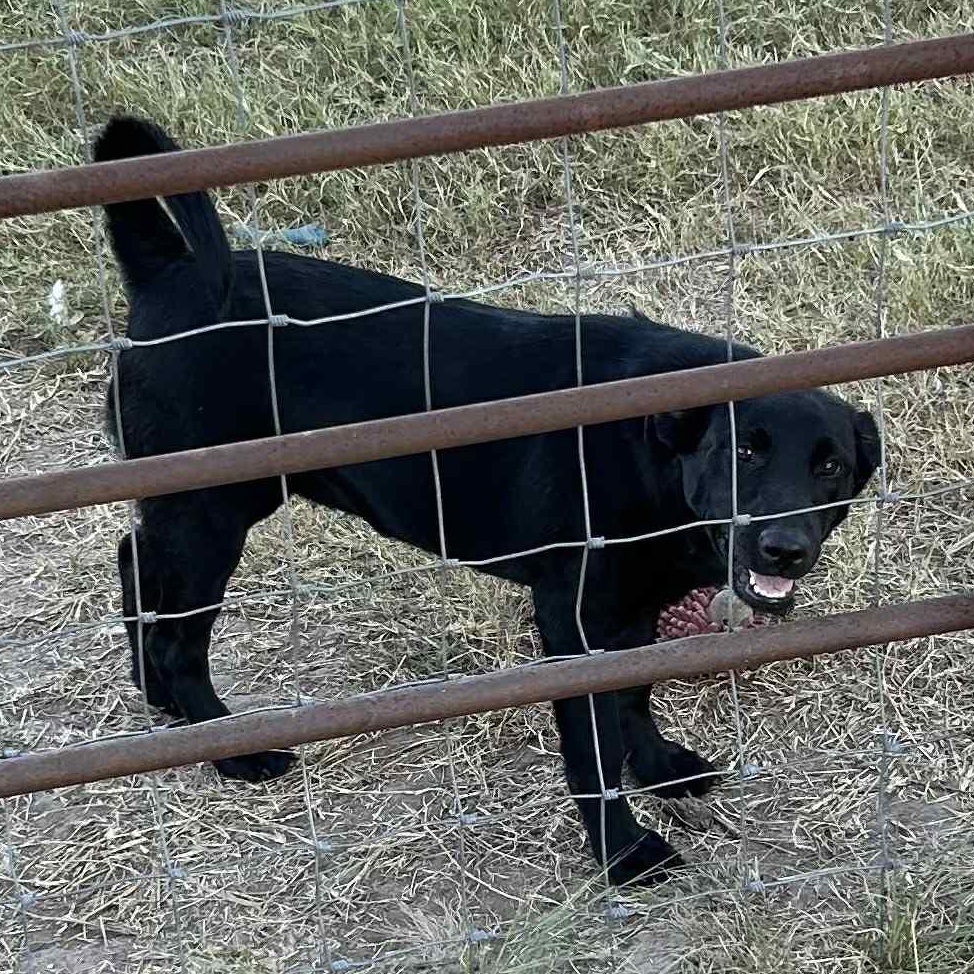 Luna, a Adoptable mixed breed in Eau Claire, WI image 5/6