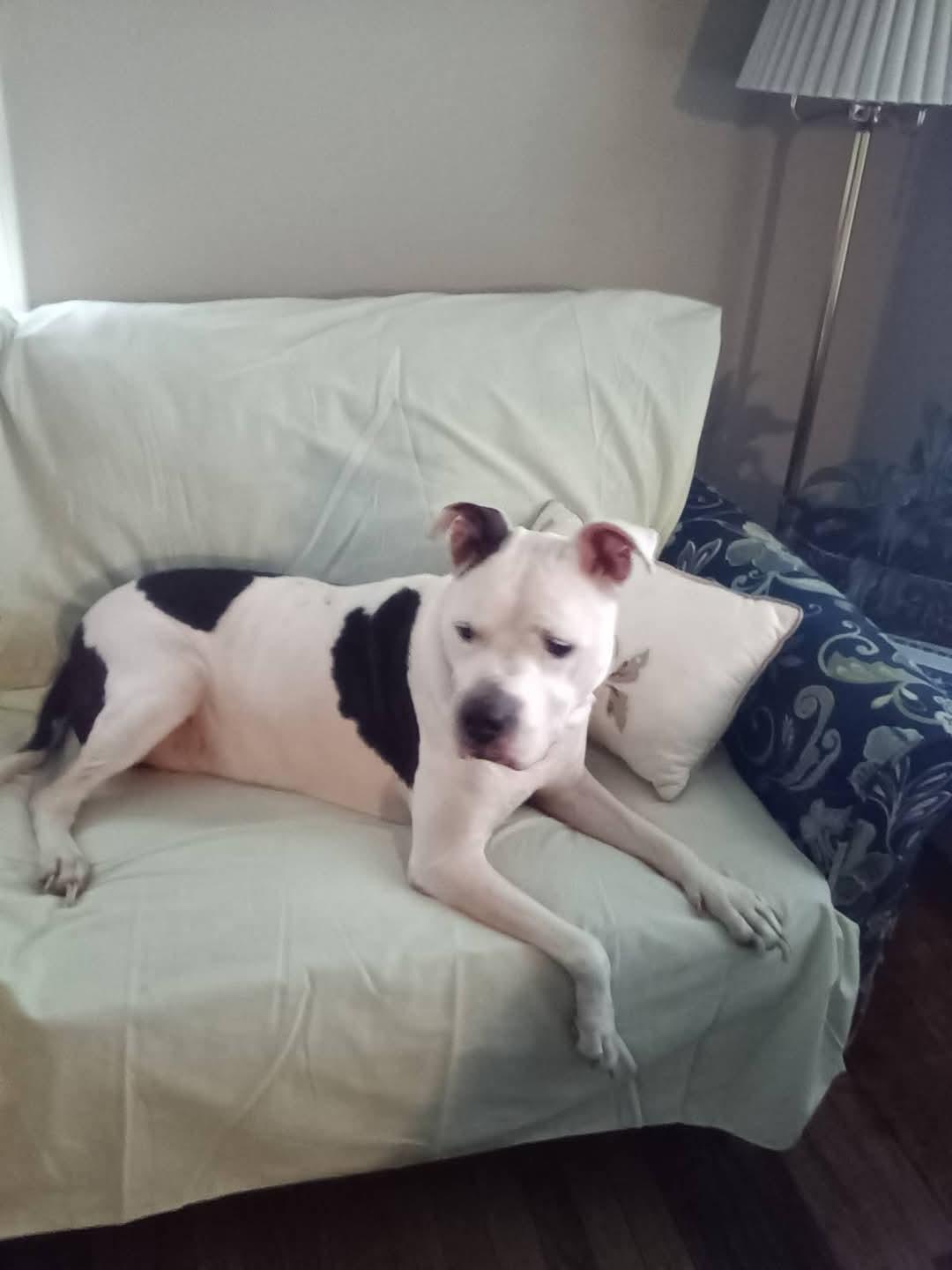 Enlarge Oreo, a Adoptable mixed breed in Garden City, MI image 1/3