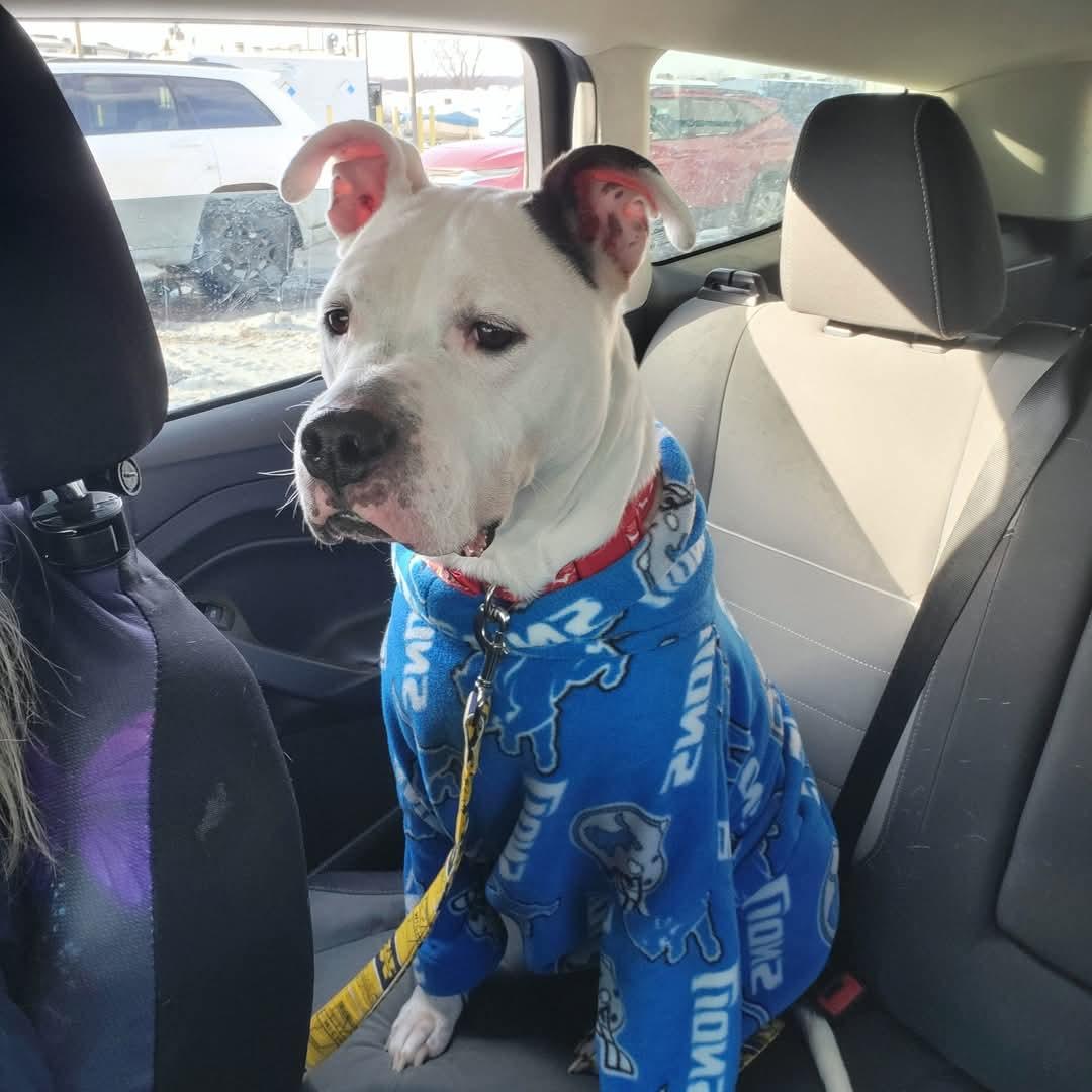 Enlarge Oreo, a Adoptable mixed breed in Garden City, MI image 2/3