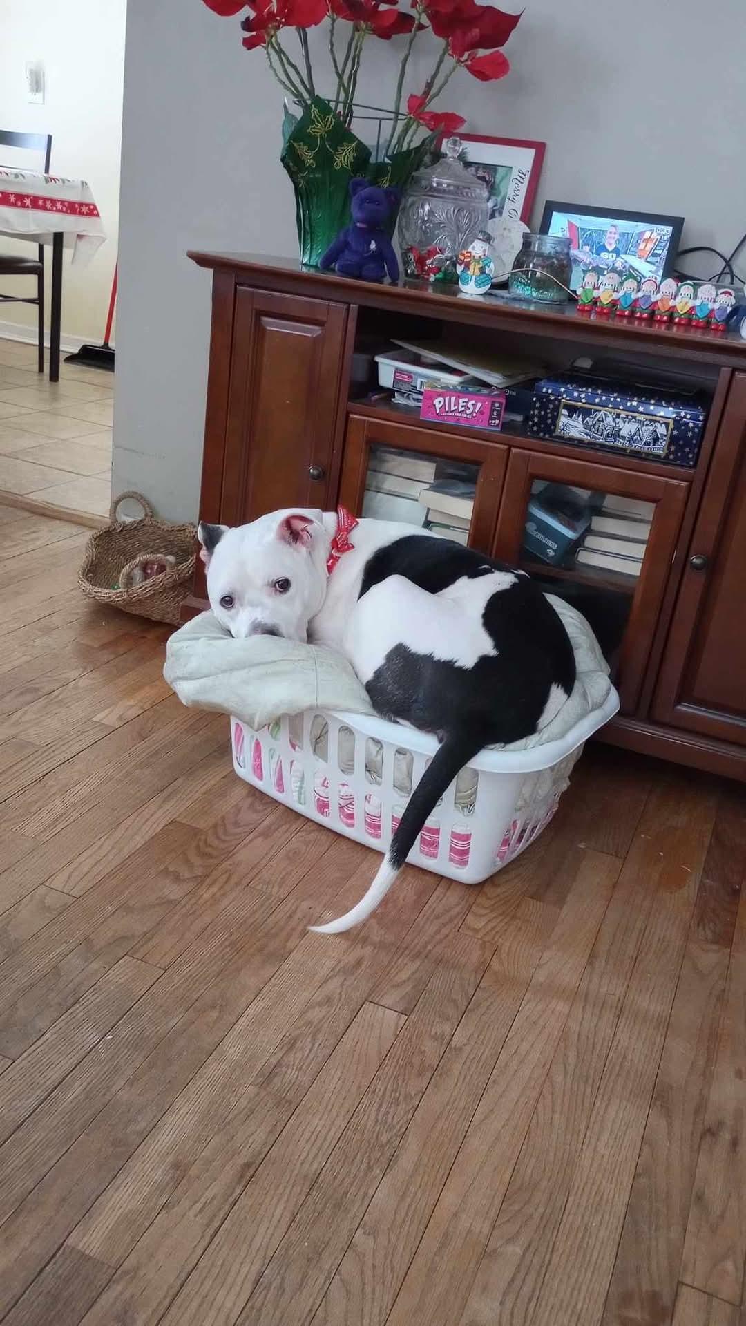 Enlarge Oreo, a Adoptable mixed breed in Garden City, MI image 3/3