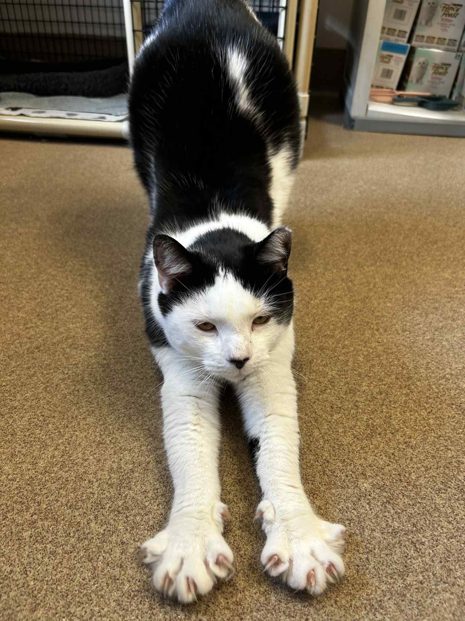 Snowman, Adoptable, Adult Male Domestic Short Hair.