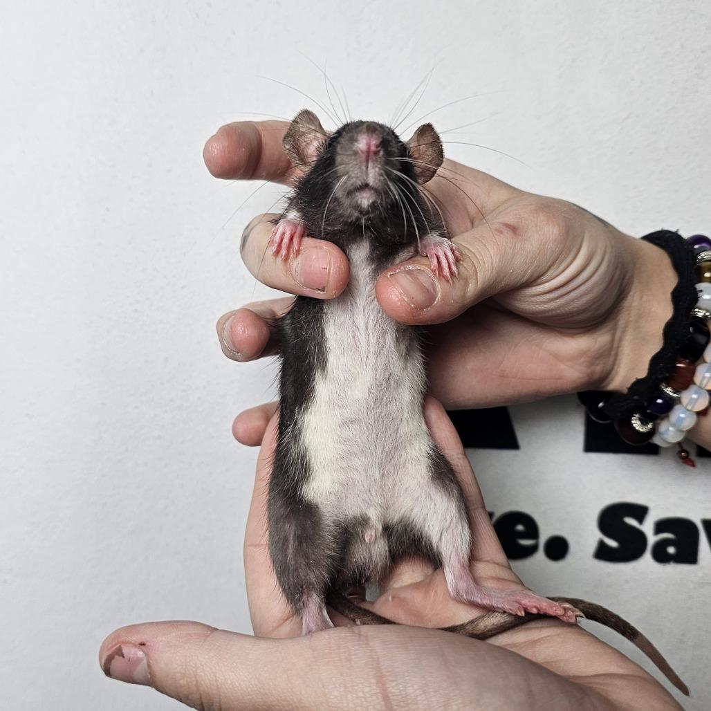 Eugene, Adoptable, Baby Male Rat.