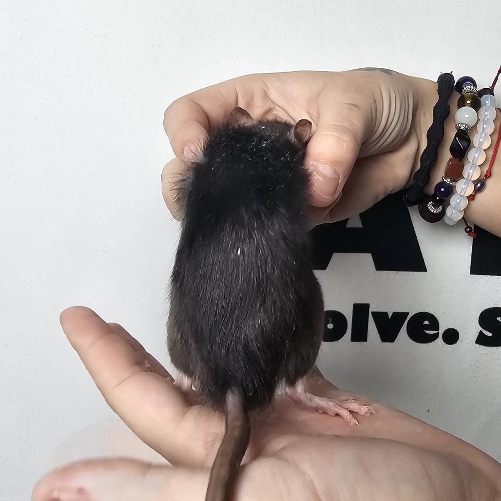 Enlarge Eugene, a Adoptable Rat in Milton, FL image 2/2