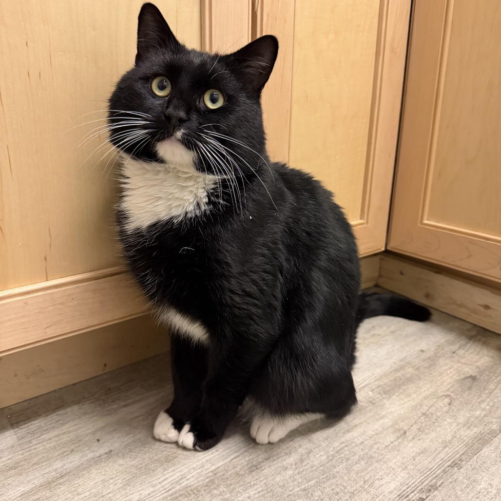 Chess, Adoptable, Young Male Domestic Short Hair.