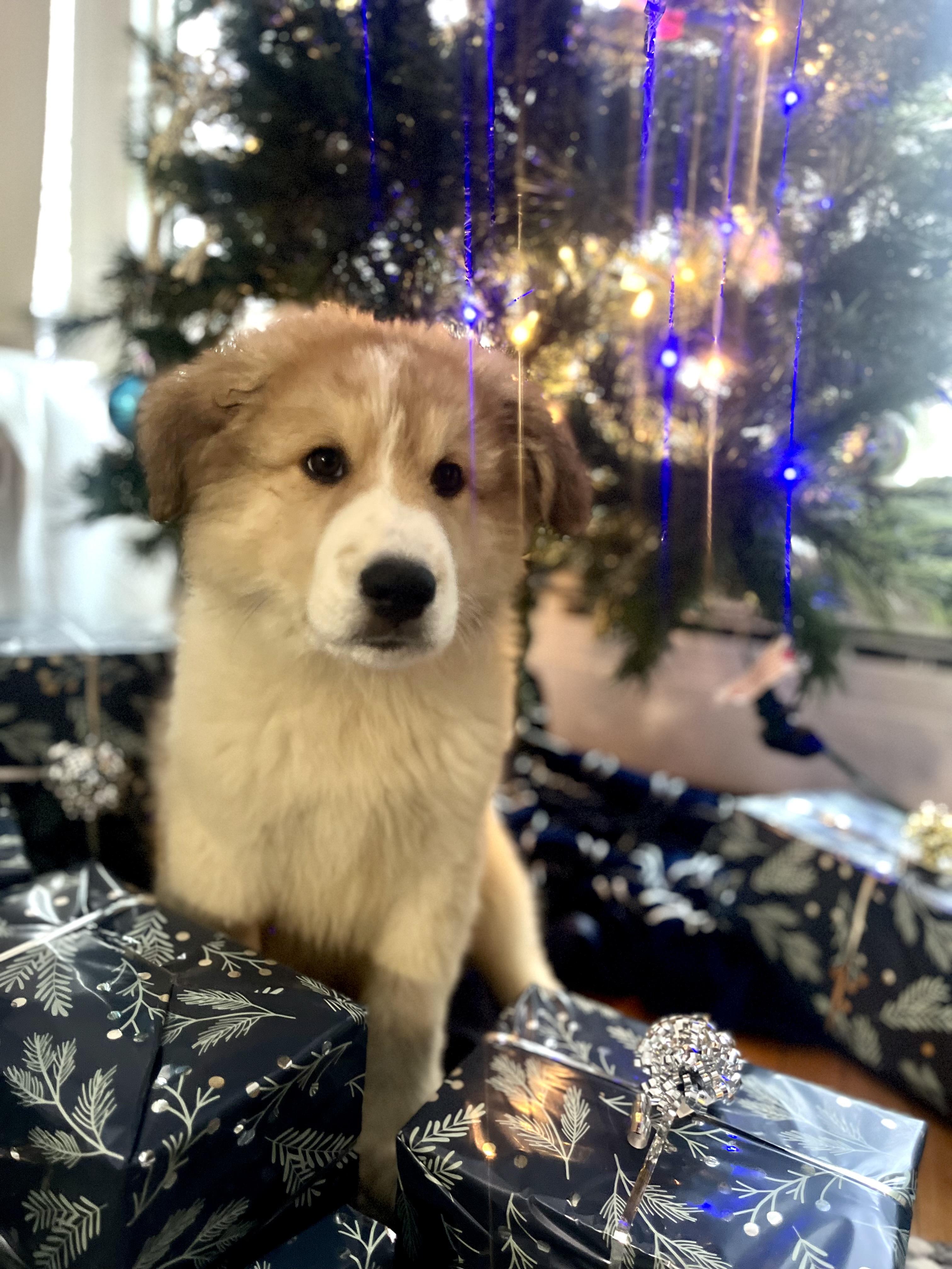 Enlarge Joseph , a ADOPTABLE mixed breed in Richmond Hill, ON image 3/4