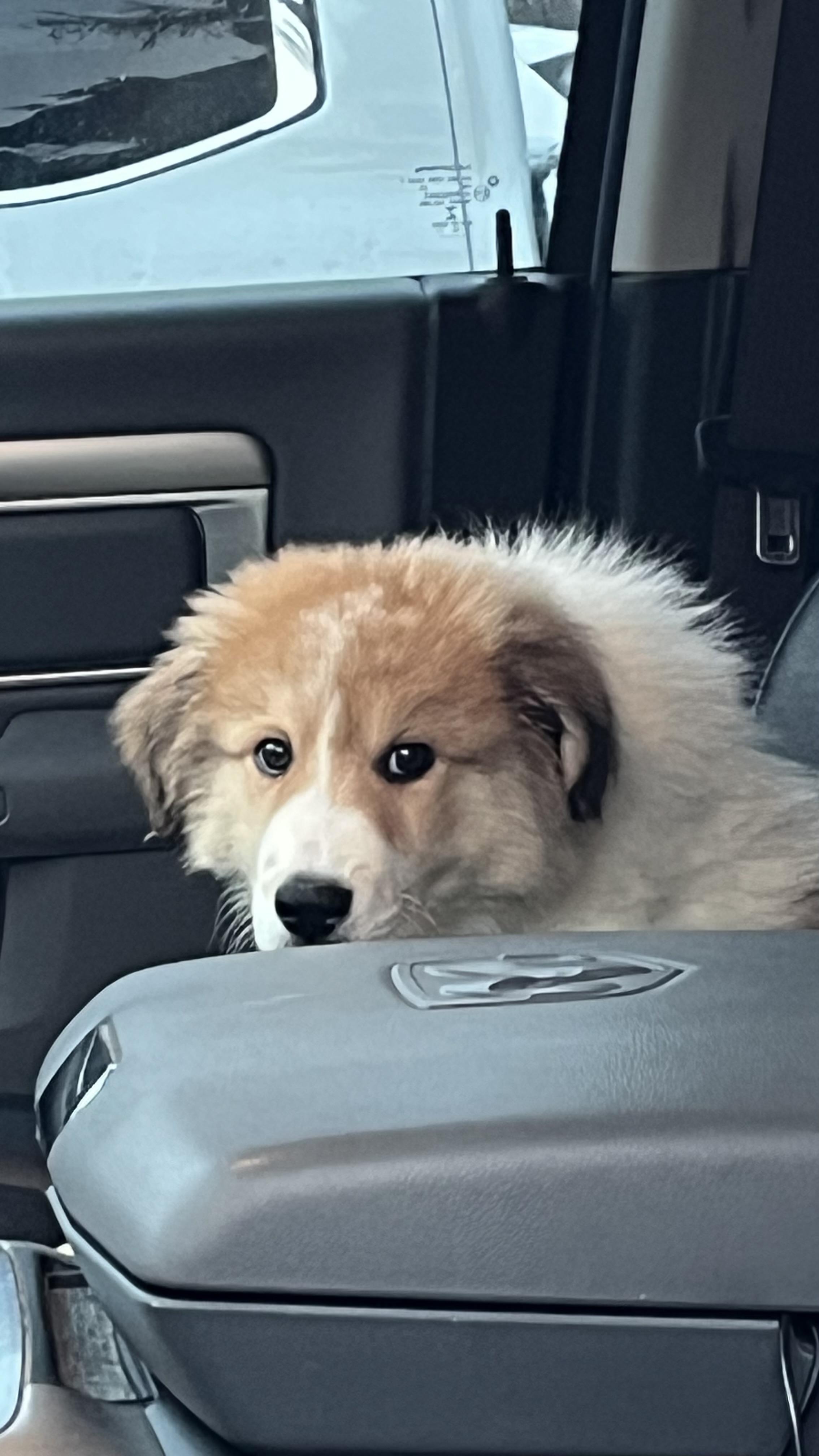 Enlarge Joseph , a ADOPTABLE mixed breed in Richmond Hill, ON image 4/4