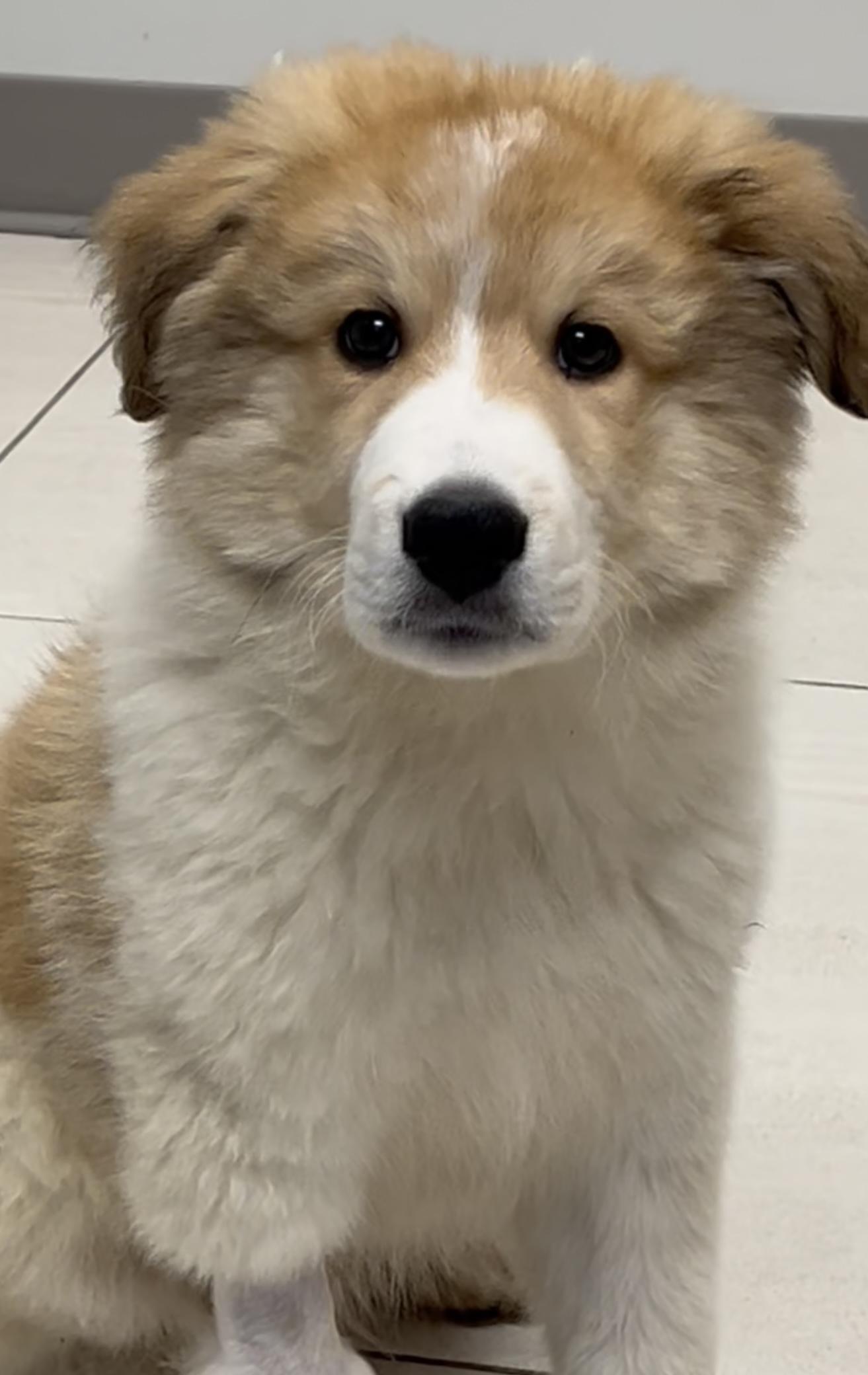 Enlarge Joseph , a ADOPTABLE mixed breed in Richmond Hill, ON image 1/4