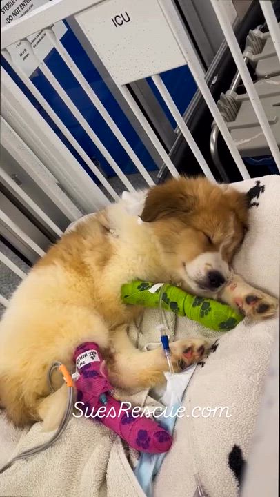 Enlarge Joseph , a ADOPTABLE mixed breed in Richmond Hill, ON video 2/4