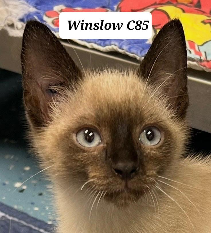 Enlarge Winslow, a Adopted Siamese in Morganton, NC image 1/1