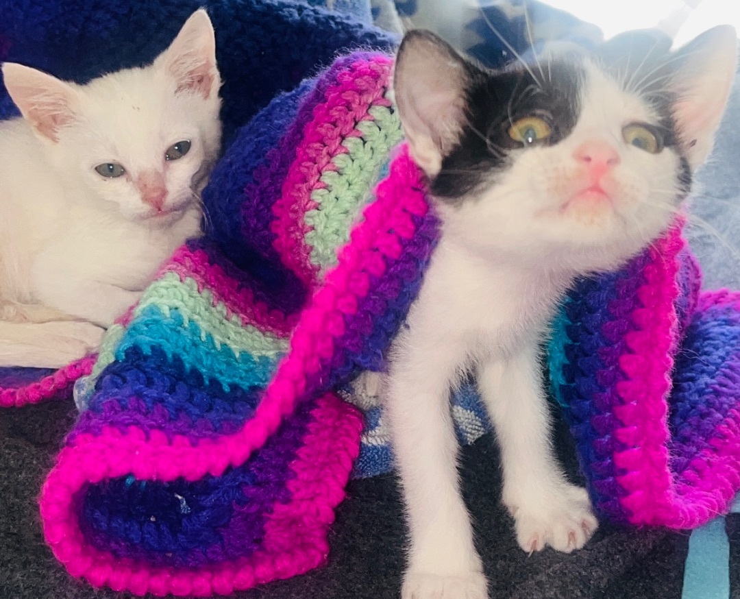 Precious , Adoptable, Kitten Female Domestic Short Hair.