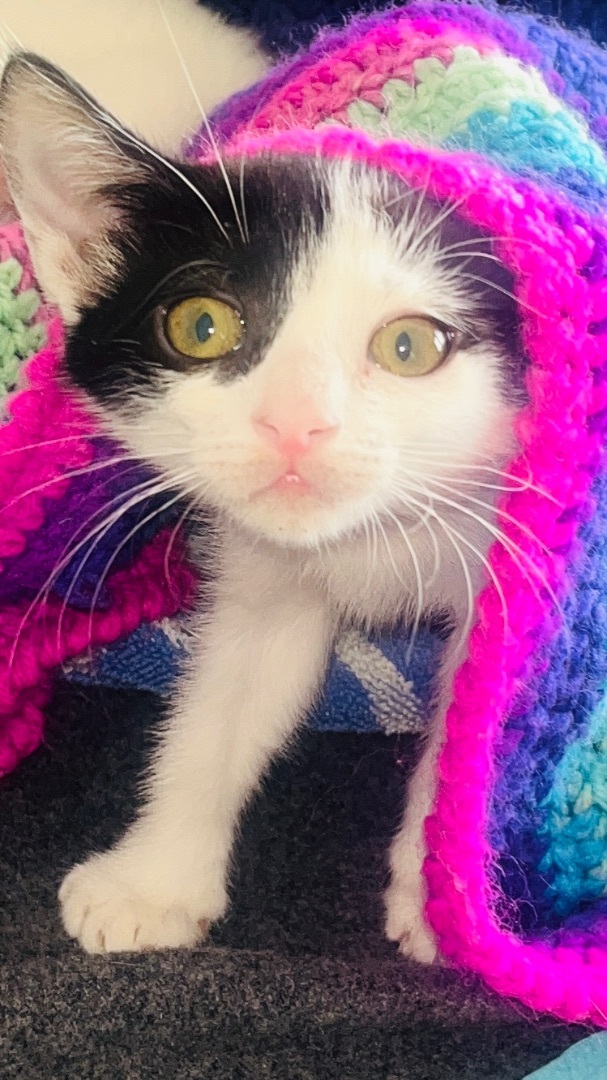 Precious , a Adoptable Domestic Short Hair in Palm City, FL image 3/10