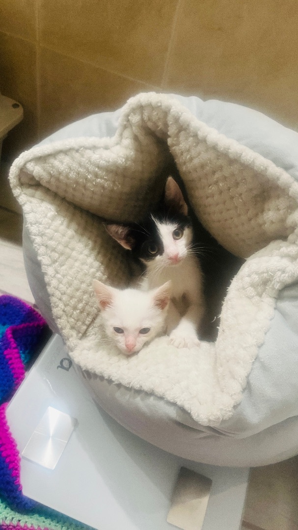 Precious , a Adoptable Domestic Short Hair in Palm City, FL image 4/10