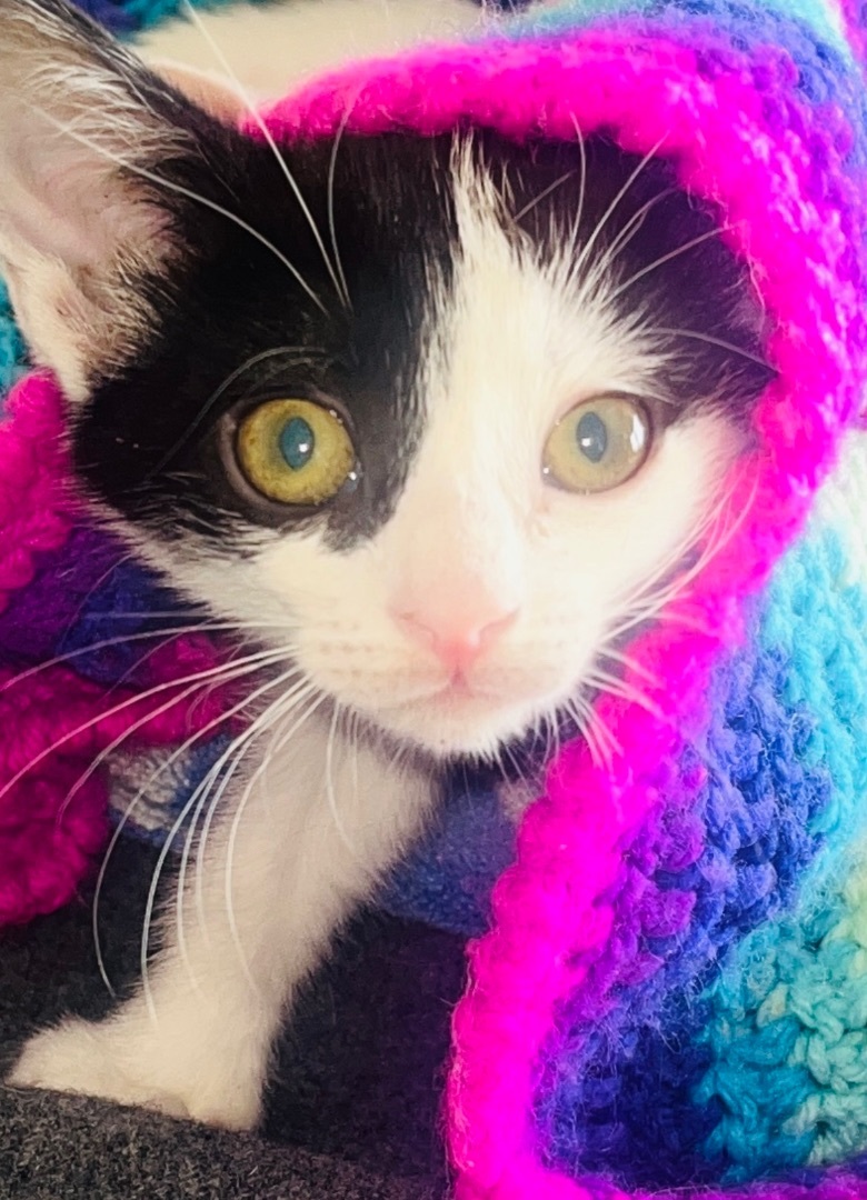 Precious , a Adoptable Domestic Short Hair in Palm City, FL image 5/10