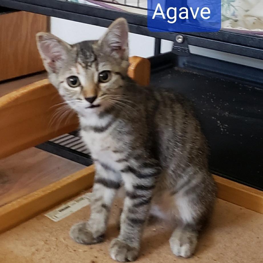 Enlarge AGAVE, a Adoptable Domestic Short Hair in Stephenville, TX image 1/1