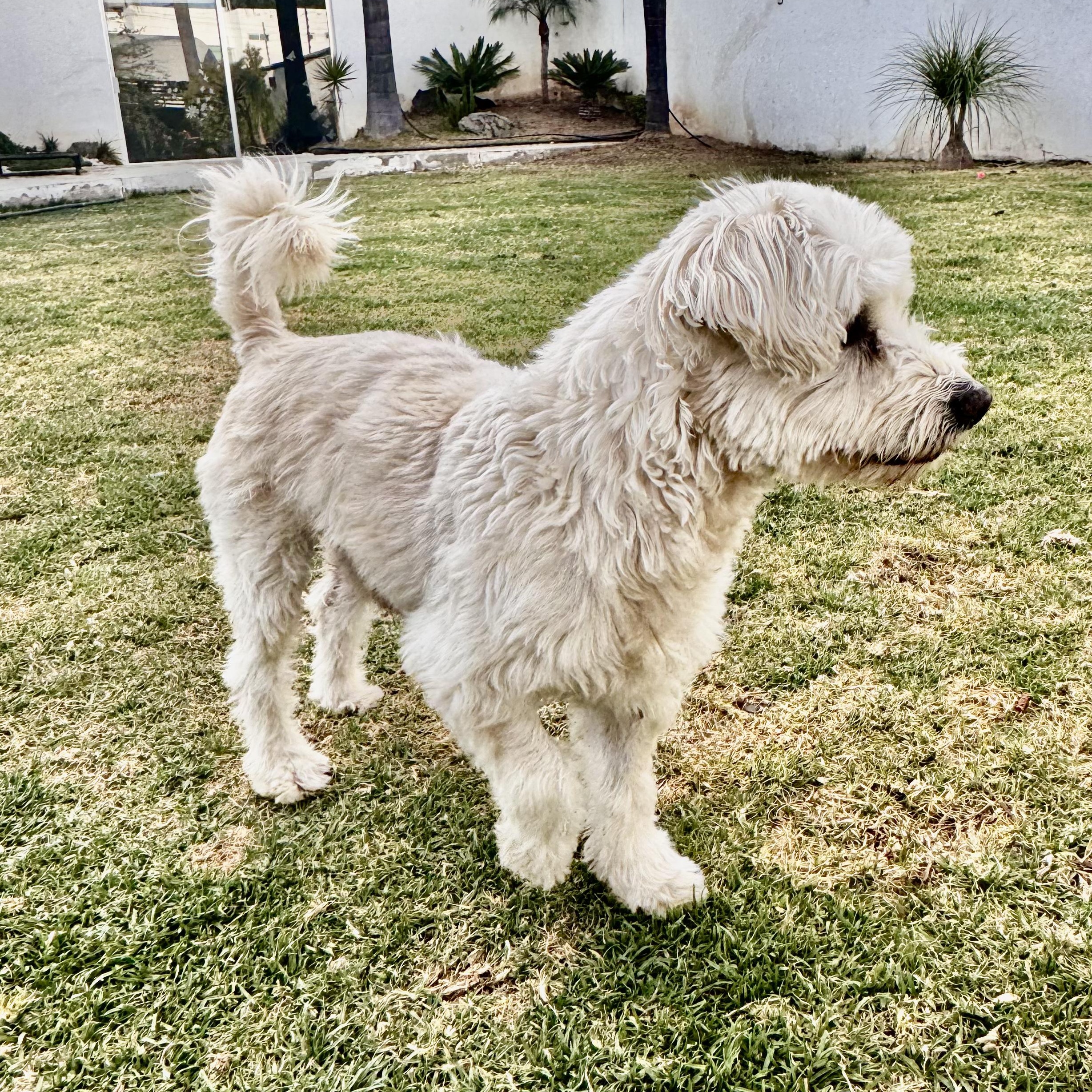 Snow — thumbnail 4