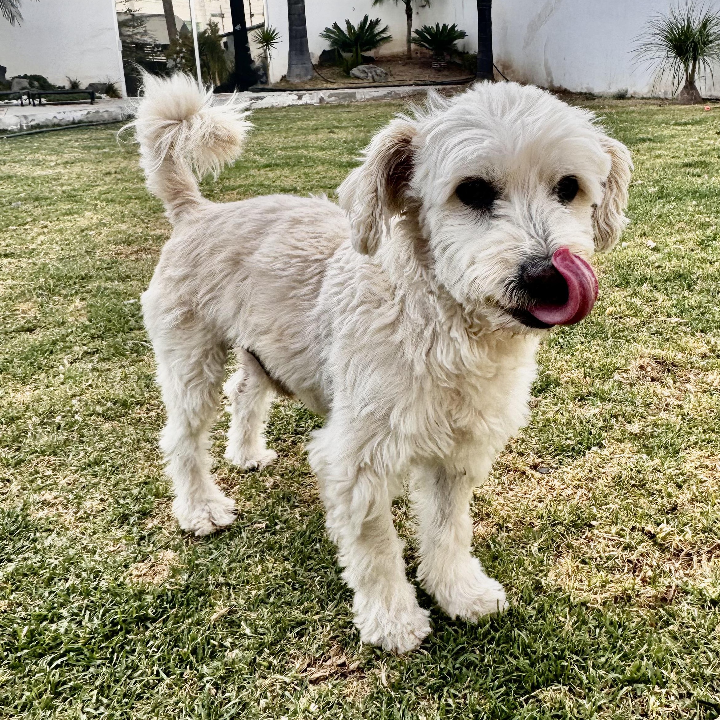 Snow — thumbnail 5