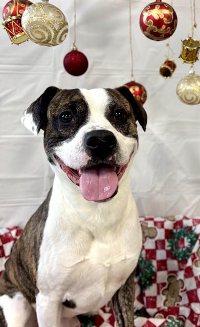 BUGS, Adoptable, Young Male Staffordshire Bull Terrier.