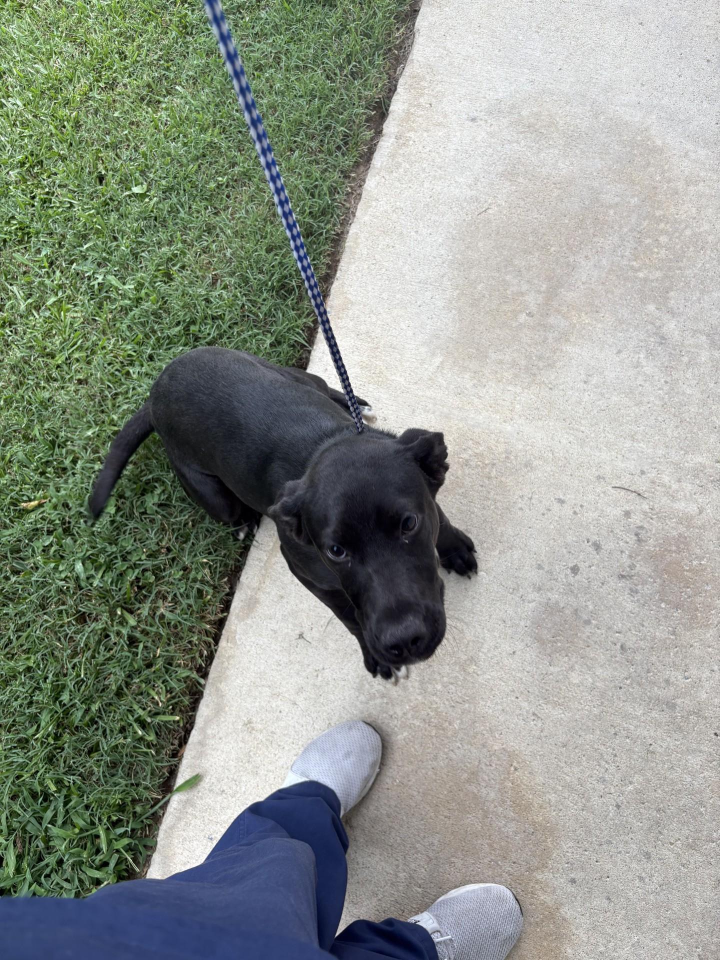 Gill61457, Young Male Pit Bull Terrier