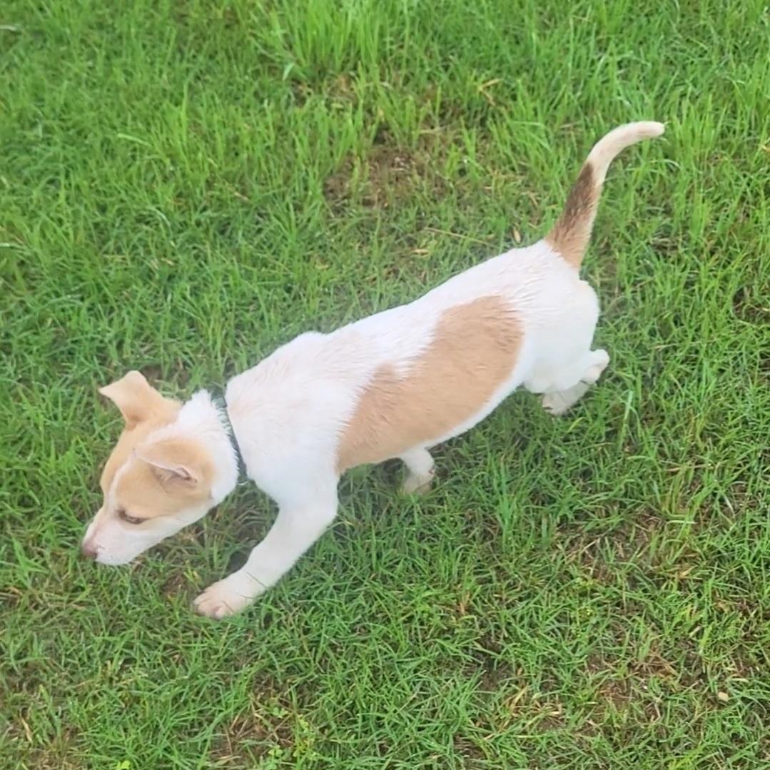 Enlarge Clark, a ADOPTABLE Mixed Breed in Rockdale, TX image 2/2