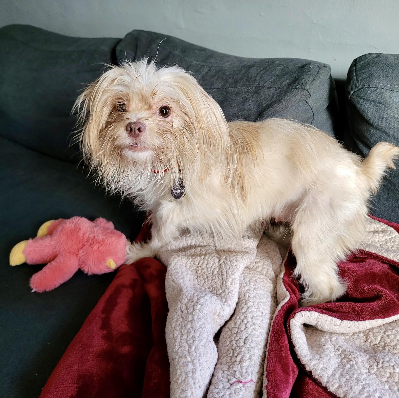 Enlarge Doralee, a Adoptable mixed breed in Cleveland, OH image 3/5