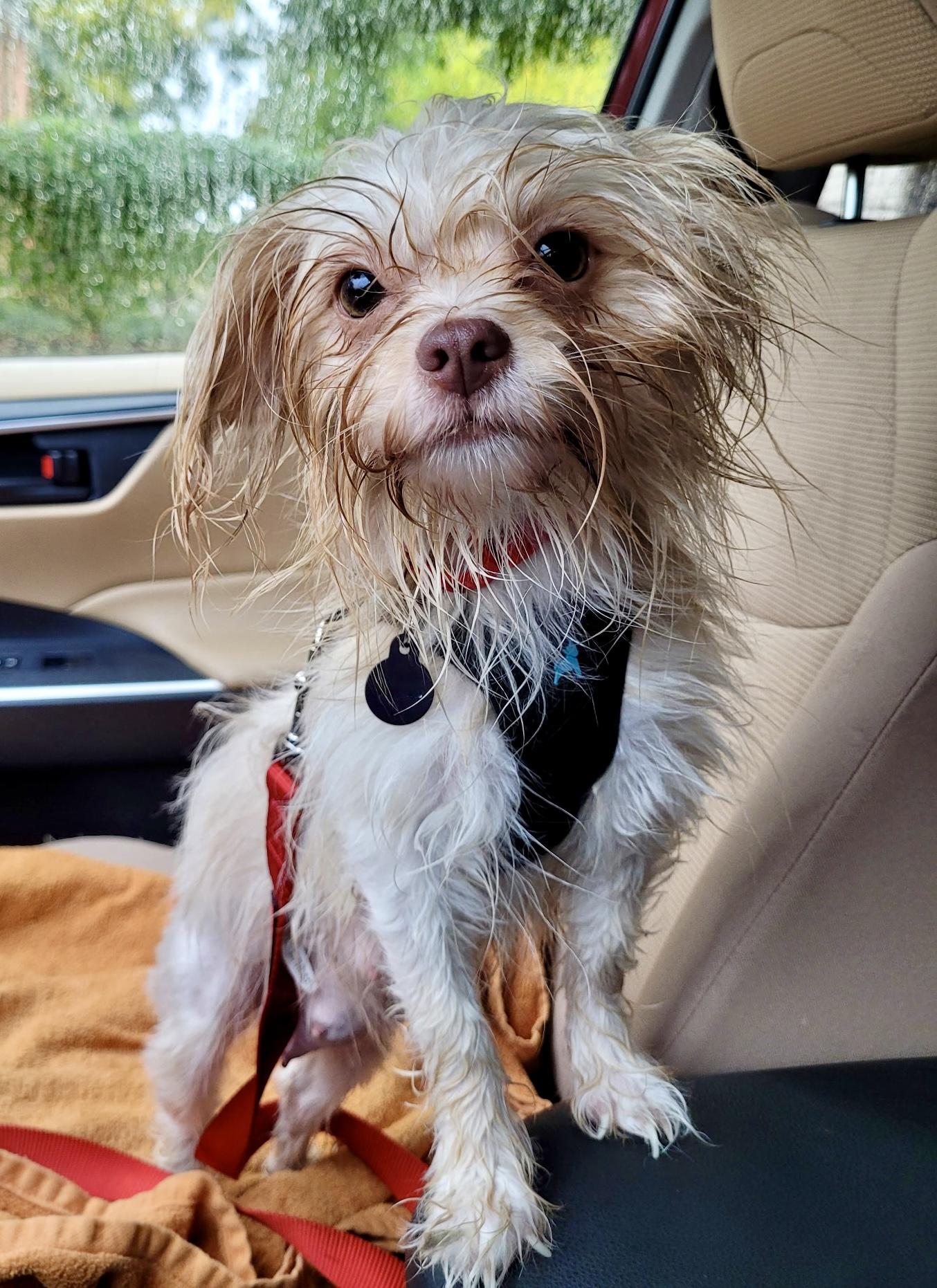 Enlarge Doralee, a Adoptable mixed breed in Cleveland, OH image 2/5