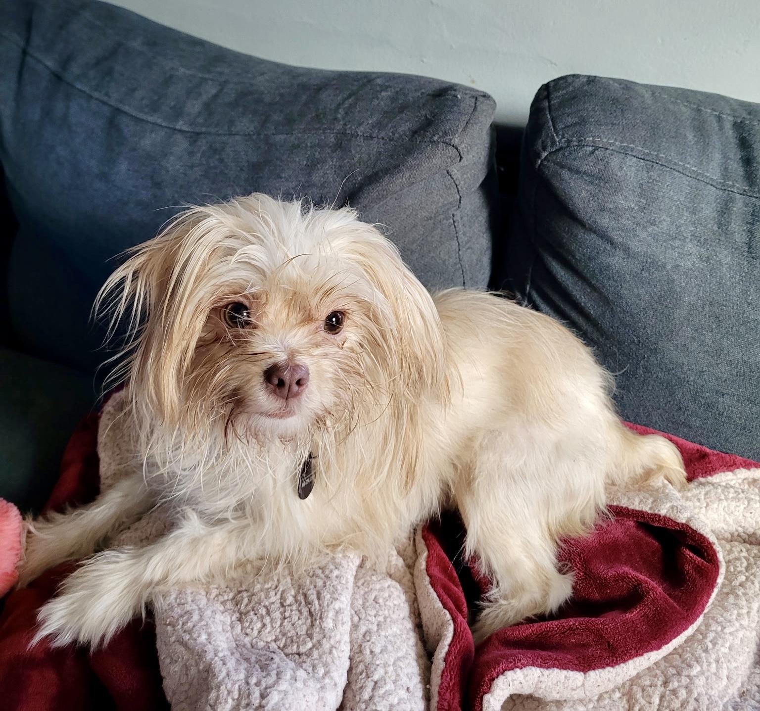 Enlarge Doralee, a Adoptable mixed breed in Cleveland, OH image 4/5
