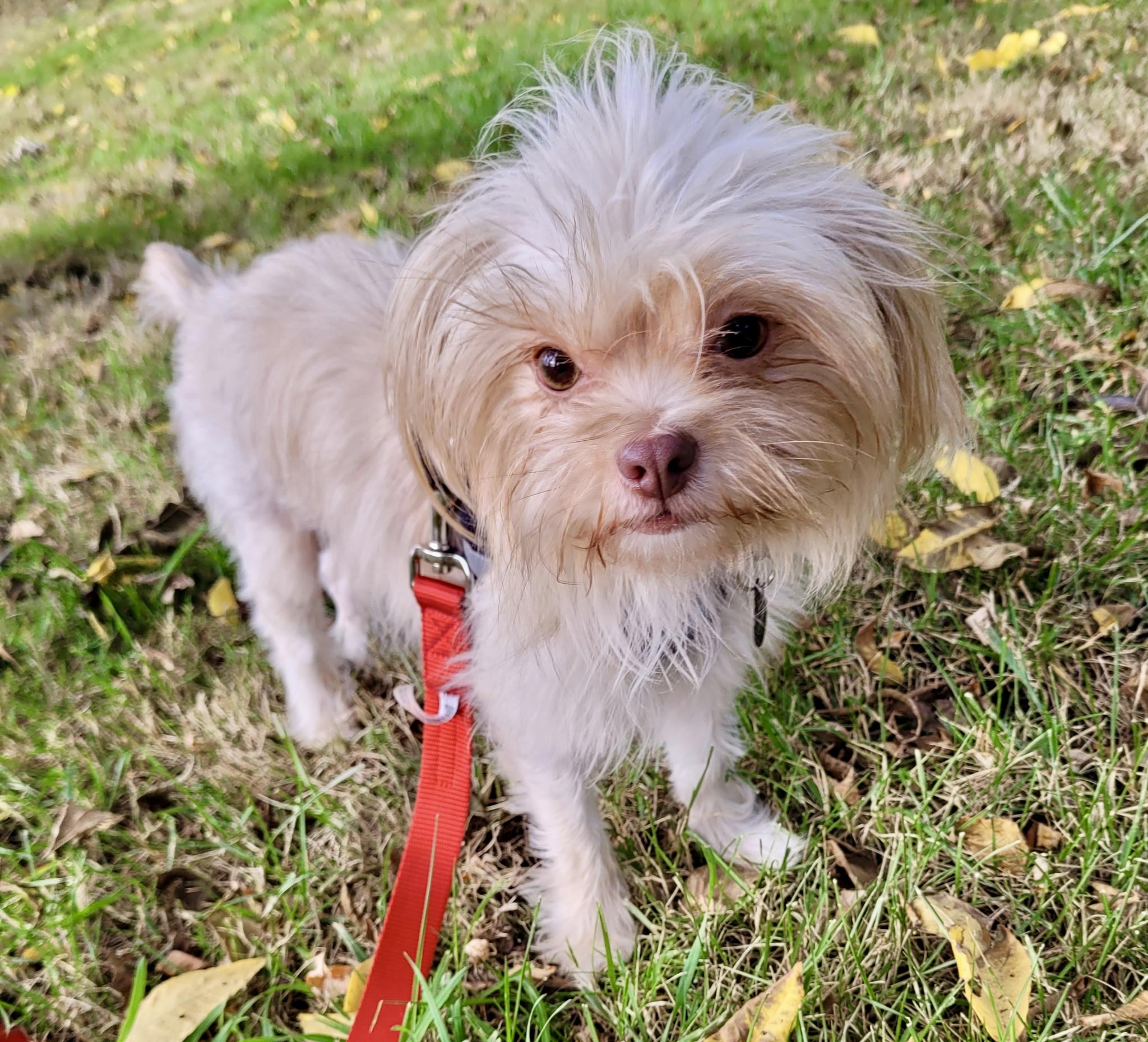 Enlarge Doralee, a Adoptable mixed breed in Cleveland, OH image 1/5