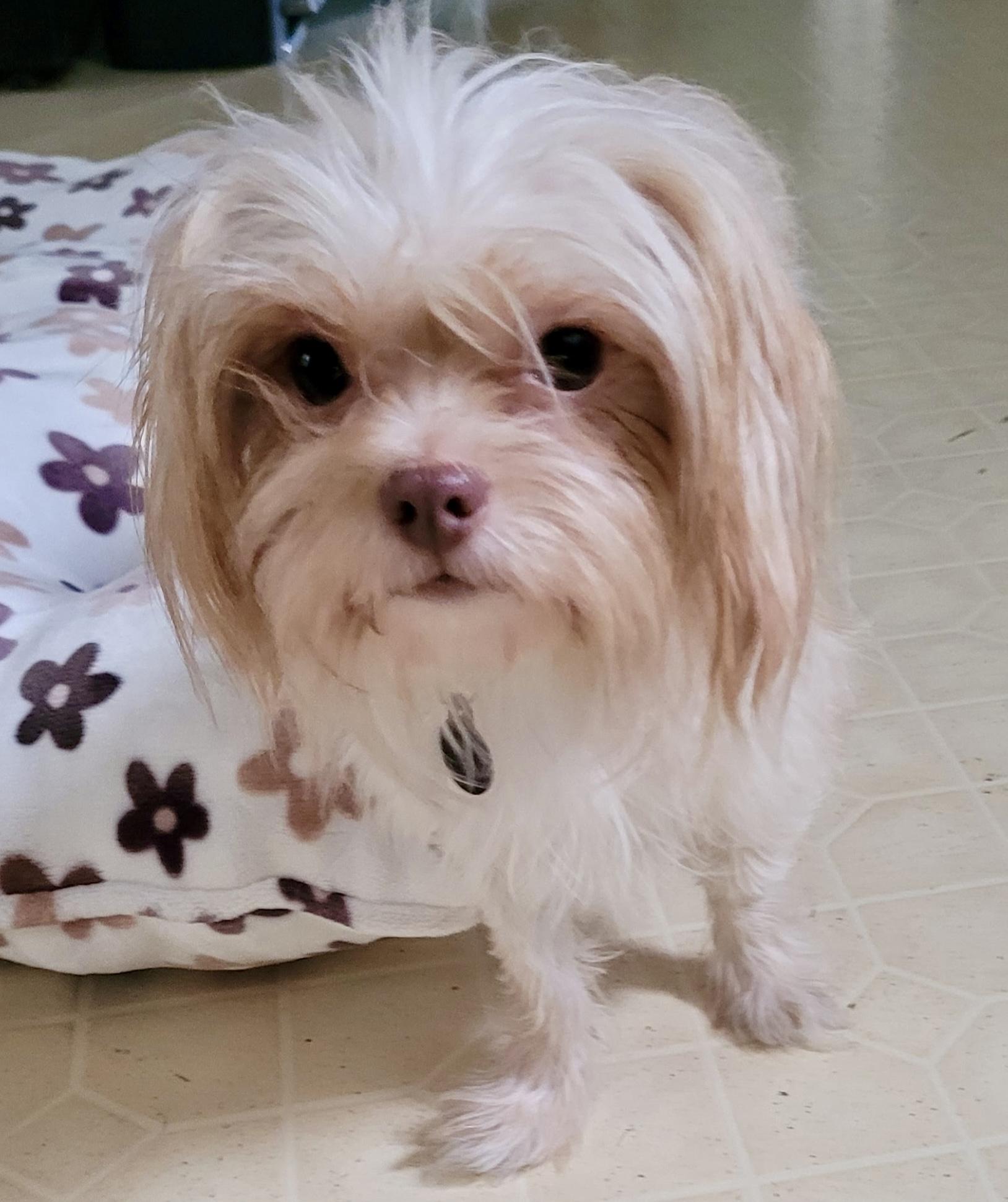 Enlarge Doralee, a Adoptable mixed breed in Cleveland, OH image 5/5