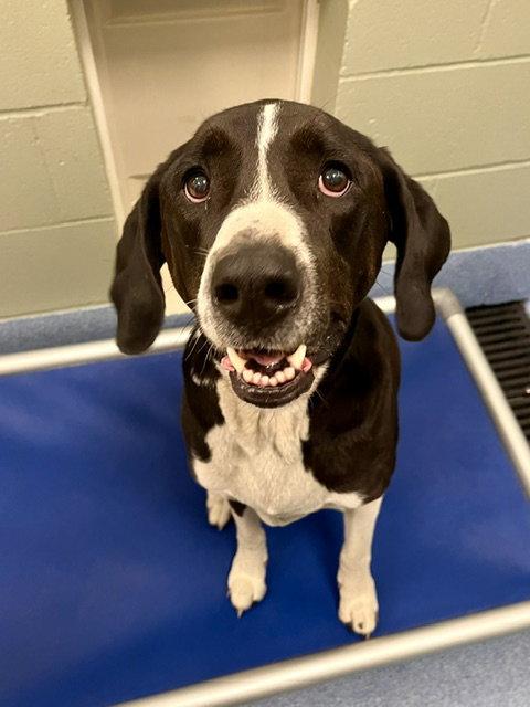 Abby, Adoptable, Adult Female Mastiff & Labrador Retriever.