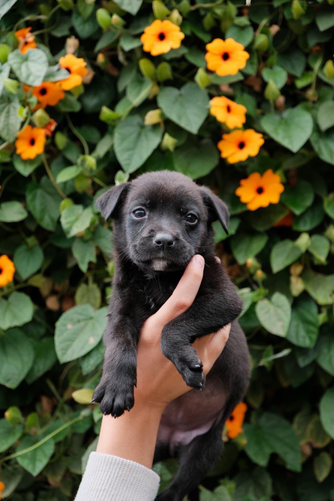 Brie, Adoptable, Puppy Female Labrador Retriever & Jindo.