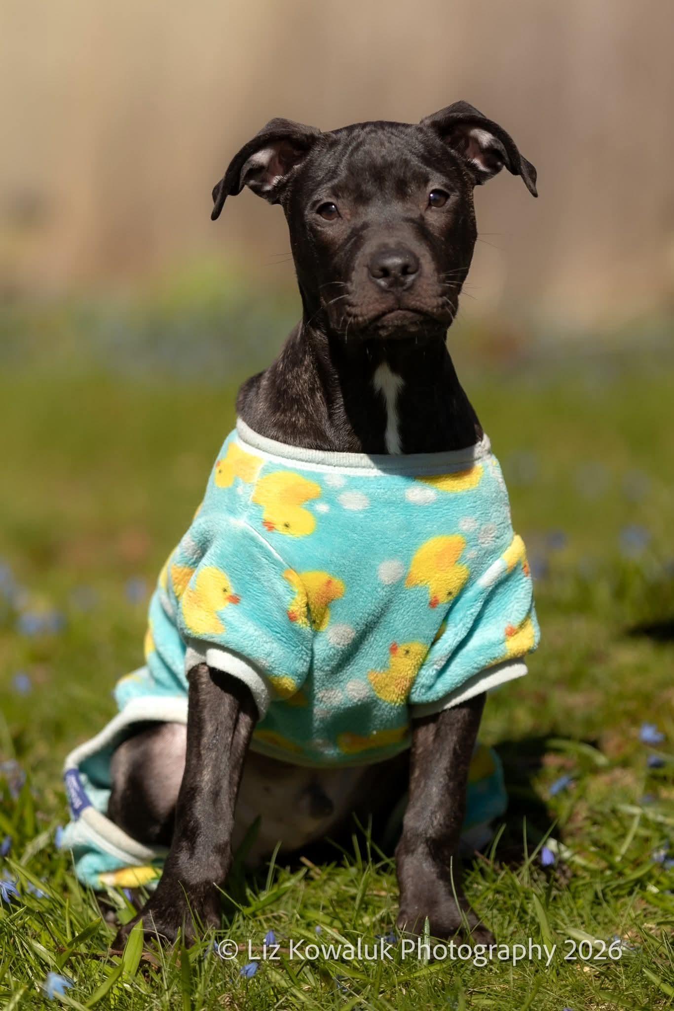 Enlarge Ebert, a ADOPTABLE mixed breed in Rochester, NY image 1/1