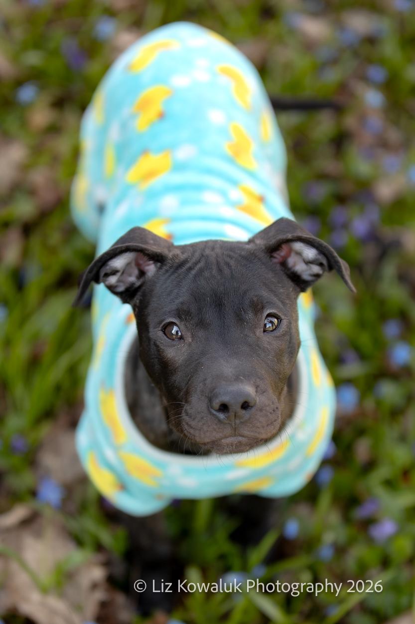 Ebert, a ADOPTABLE mixed breed in Rochester, NY image 3/6