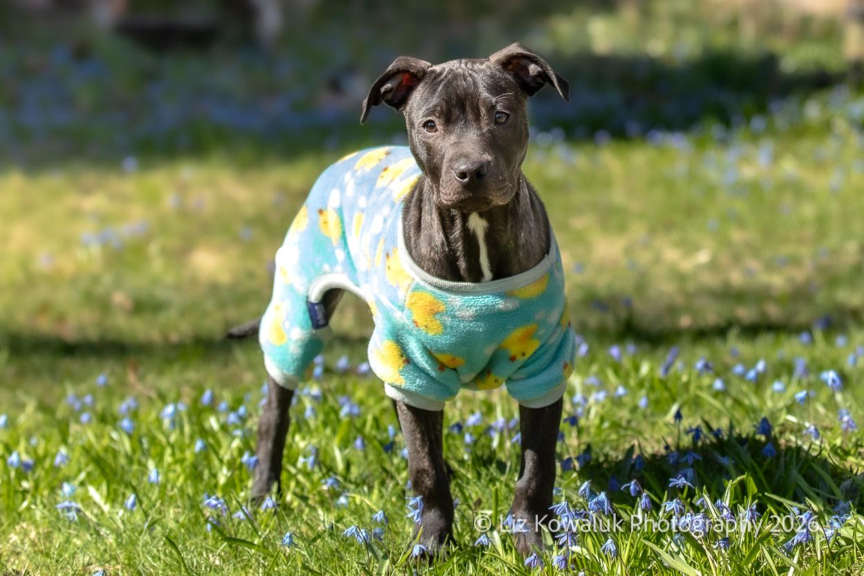 Ebert, a ADOPTABLE mixed breed in Rochester, NY image 6/6
