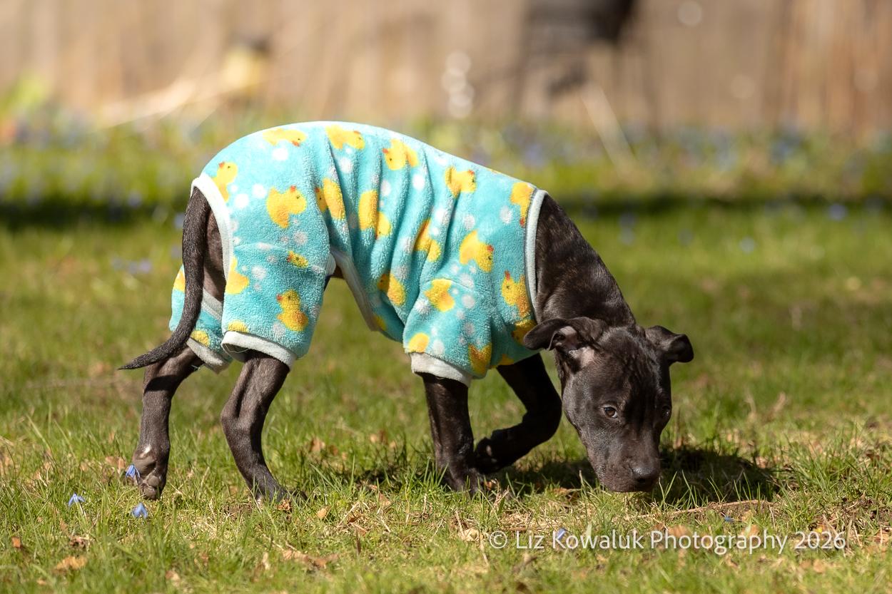 Ebert, a ADOPTABLE mixed breed in Rochester, NY image 4/6