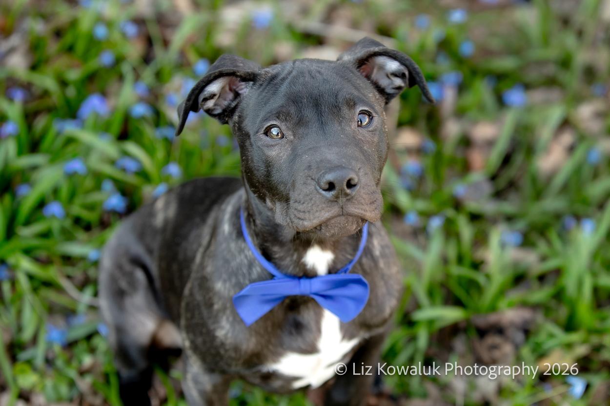 Ebert, a ADOPTABLE mixed breed in Rochester, NY image 1/6