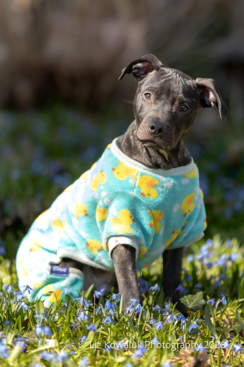 Ebert, a ADOPTABLE mixed breed in Rochester, NY image 5/6