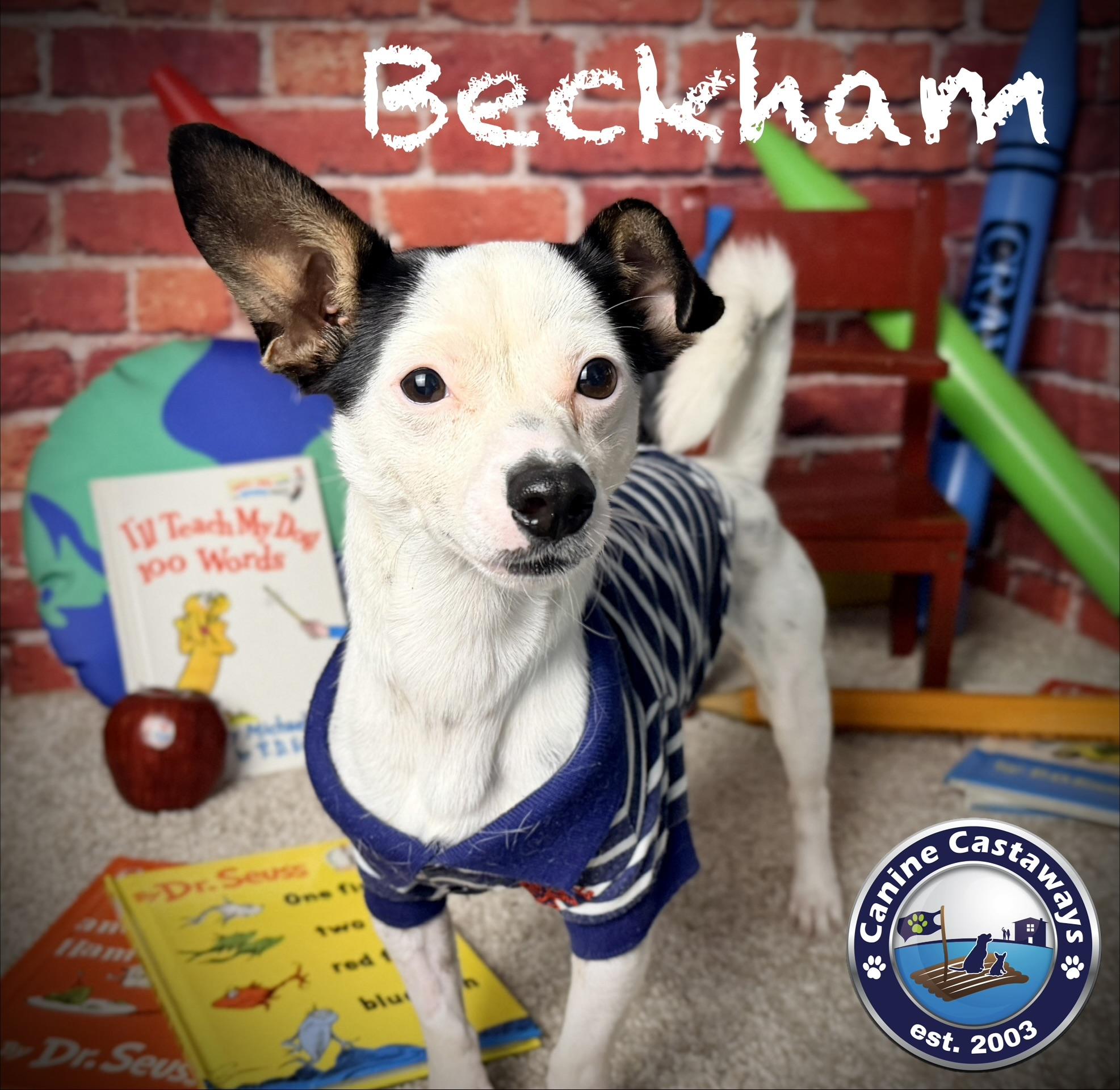 Enlarge Beckham, a Adoptable mixed breed in Arcadia, FL image 1/5
