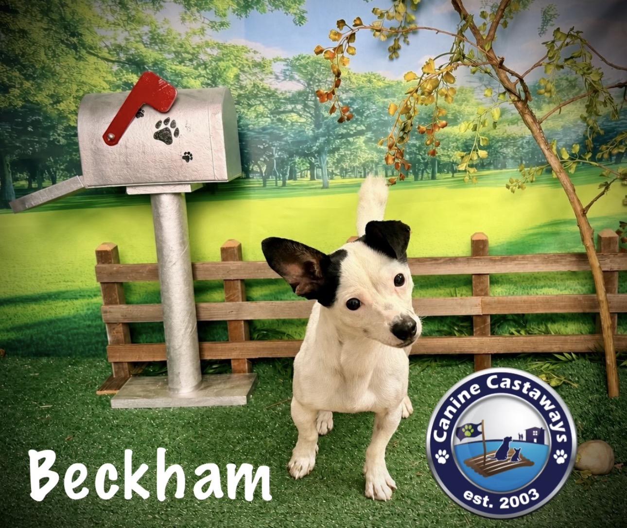 Enlarge Beckham, a Adoptable mixed breed in Arcadia, FL image 3/5