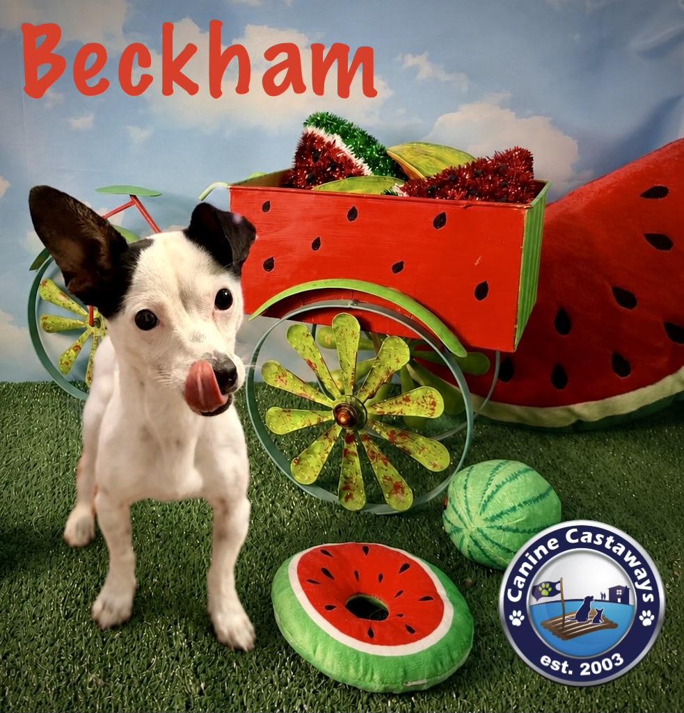 Enlarge Beckham, a Adoptable mixed breed in Arcadia, FL image 2/5