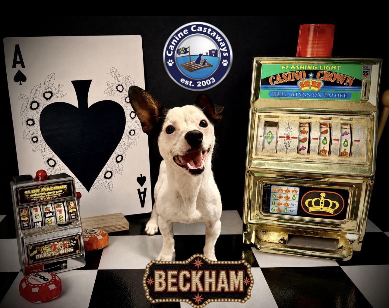 Enlarge Beckham, a Adoptable mixed breed in Arcadia, FL image 4/5