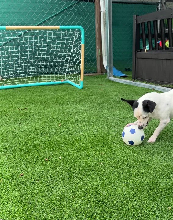 Enlarge Beckham, a Adoptable mixed breed in Arcadia, FL video 5/5