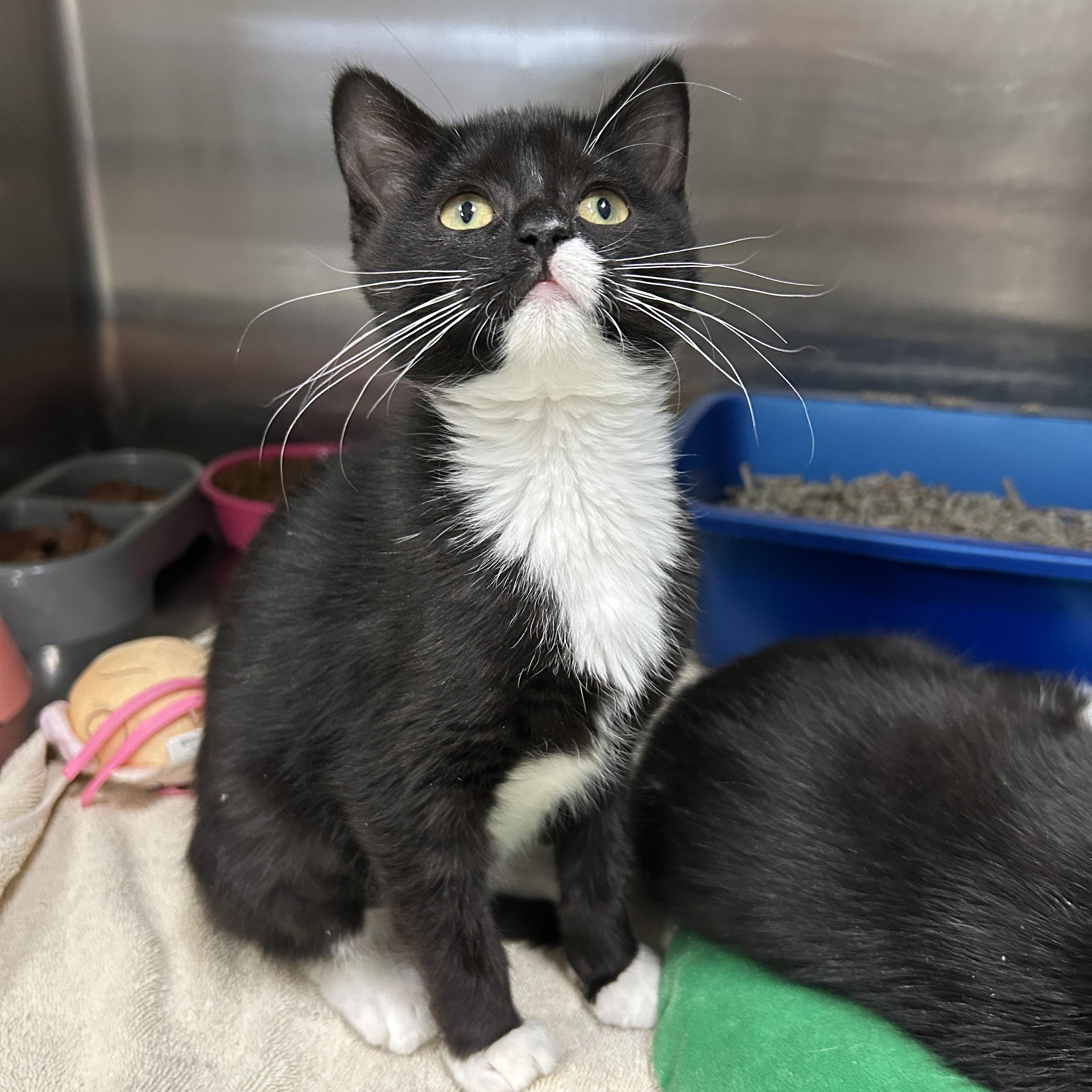 Enlarge Narnia Kitten 1 of 3, an adopted Tuxedo in La Grange Park, IL image 4/4